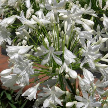 Agapanthus umbellatus White Umbrella (semillas) - Lirio africano