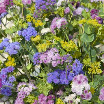 Ageratum houstonianum Timeless Mixed (semillas)