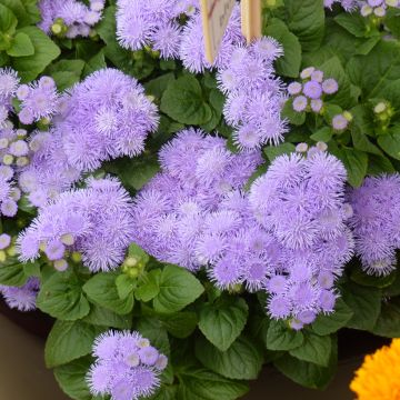 Ageratum houstonianum Aloha F1 Blue  (semillas)