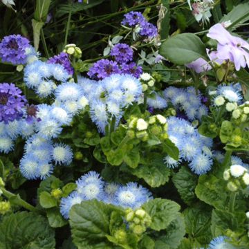 Ageratum houstonianum Bavaria (semillas)