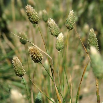 Phalaris canariensis - Alpiste