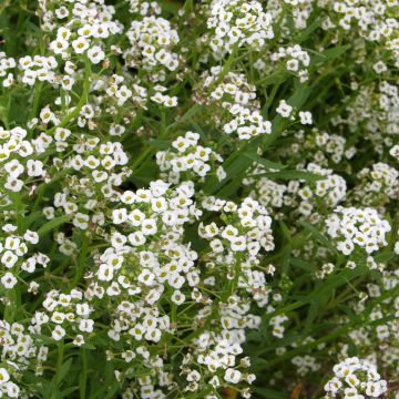 Aliso marítimo Snowcloth - Lobularia maritima