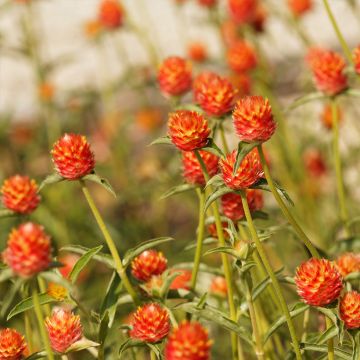 Gomphrena haageana Orange