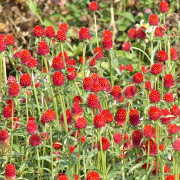 Gomphrena haageana Strawberry Fields