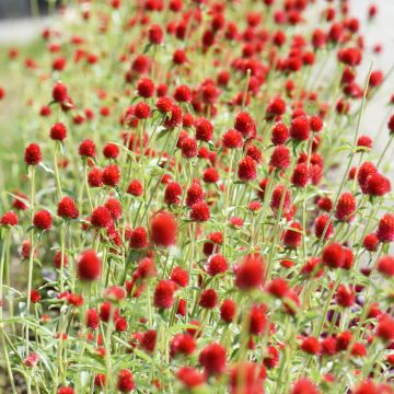 Gomphrena haageana Strawberry Fields