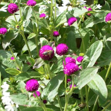 Gomphrena globosa Purple