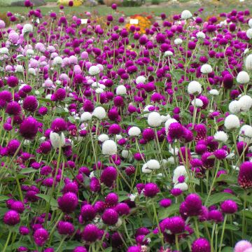 Gomphrena globosa Qis Formula Mix