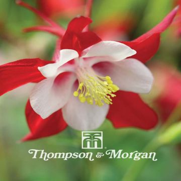 Aquilegia caerulea Red Hobbit