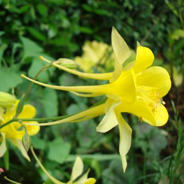 Aquilegia chrysantha Yellow Queen (semillas) - Aguileña