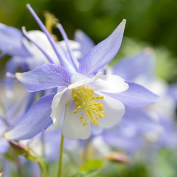 Aguileña azul - Aquilegia caerulea