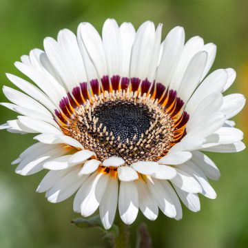 Venidium fastuosum Black and WHite