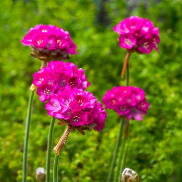 Armeria maritima Splendens (semillas) - Gazón de España