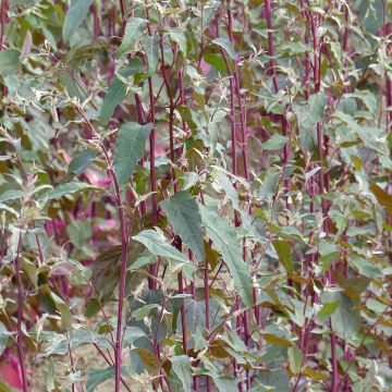 Armuelle Copper Plume - Atriplex hortensis