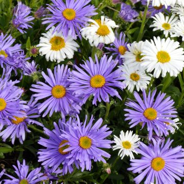 Aster alpinus - Aster alpino