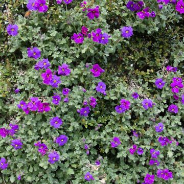 Aubrieta Purple Cascade F1