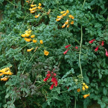 Eccremocarpus scaber Anglia Hybrids mixed