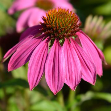 Echinacea purpurea Pow Wow Wild Berry