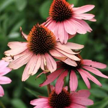 Echinacea purpurea Magnus (semillas)