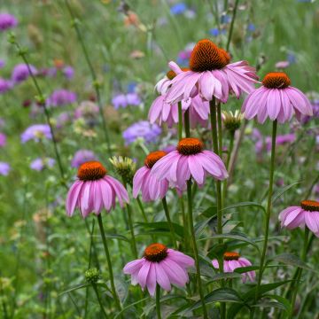 Echinacea purpurea (semillas) purpúrea