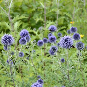 Echinops ritro (semillas) - Cardo de erizo