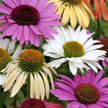 Echinacea Paradiso Tall Mix