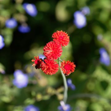 Emilia coccinea Scarlet Magic - Escobillón de barbero