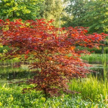 Acer palmatum Atropurpureum (semillas) - Arce japonés rojo