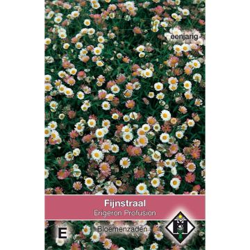 Erigeron karvinskianus Profusion - Margarita cimarrona