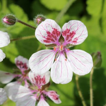 Erodium pelargoniiflorum Sweetheart - Alfileria