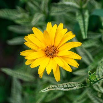 Heliopsis helianthoides Scabra Sunburst