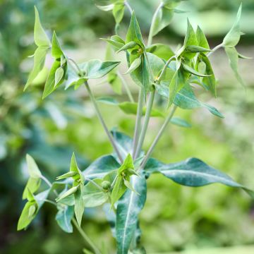 Euphorbia lathyris (semillas) - Tártago