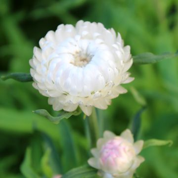 Helichrysum bracteatum monstrosum Double blanche - Bráctea