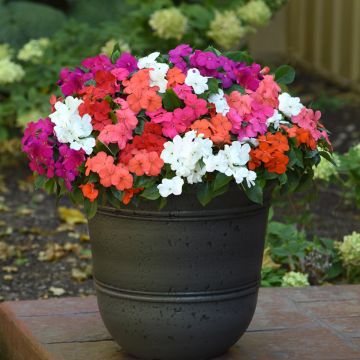 Impatiens walleriana Beacon Mix (semillas) - Alegría de la casa