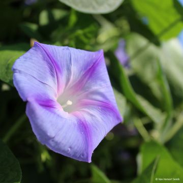 Ipomoea purpurea Dacapo Light Blue