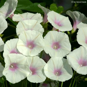 Ipomoea purpurea Dolce Vita