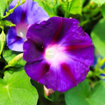 Ipomoea purpurea Grandpa Ott