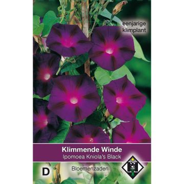 Ipomoea purpurea Kniola's Black