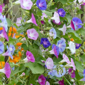 Ipomoea purpurea Lazy Luxe