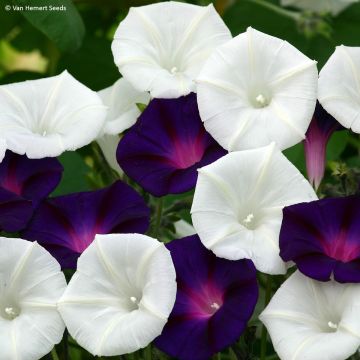 Ipomoea purpurea Shadow Dance