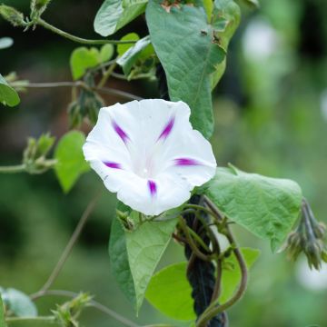 Ipomoea purpurea Shiva