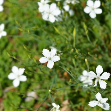 Dianthus deltoides (semillas) - Clavelina