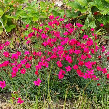 Dianthus deltoides Brilliant (semillas) - Clavelina