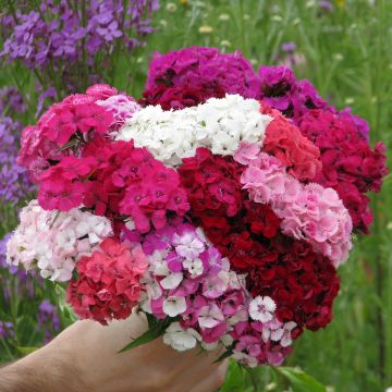 Clavel del poeta Etournelle Formula Mix - Dianthus barbatus