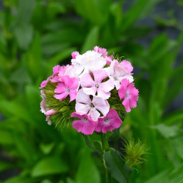 Clavel del poeta Flora Pearl Appleblossom - Dianthus barbatus