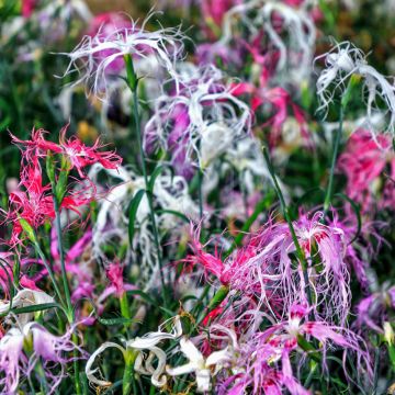 Graines d'Oeillet superbe Spooky mix - Dianthus superbus