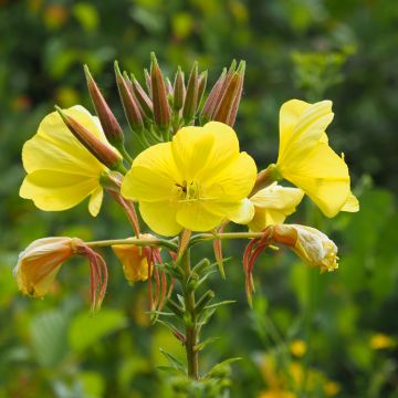 Oenothera biennis - Onagra común