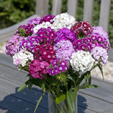 Dianthus barbatus Hollandia Formula Mix (semillas) - Clavel del poeta