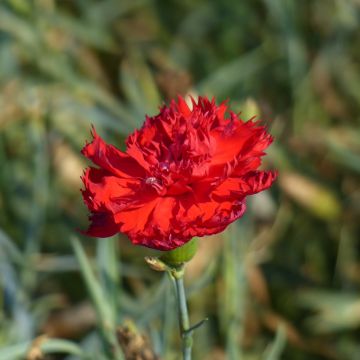 Dianthus caryophyllus Etincelant (semillas) - Clavel