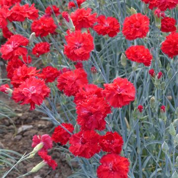 Dianthus caryophyllus Triumph Scarlet (semillas) - Clavel