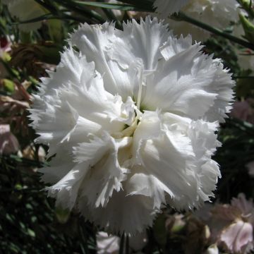 Dianthus caryophyllus Triumph White (semillas) - Clavel